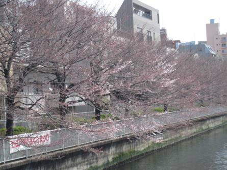 桜の開花状況