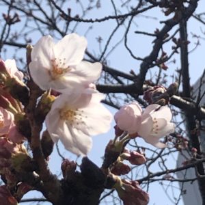 2022桜開花