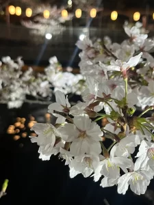 sakura